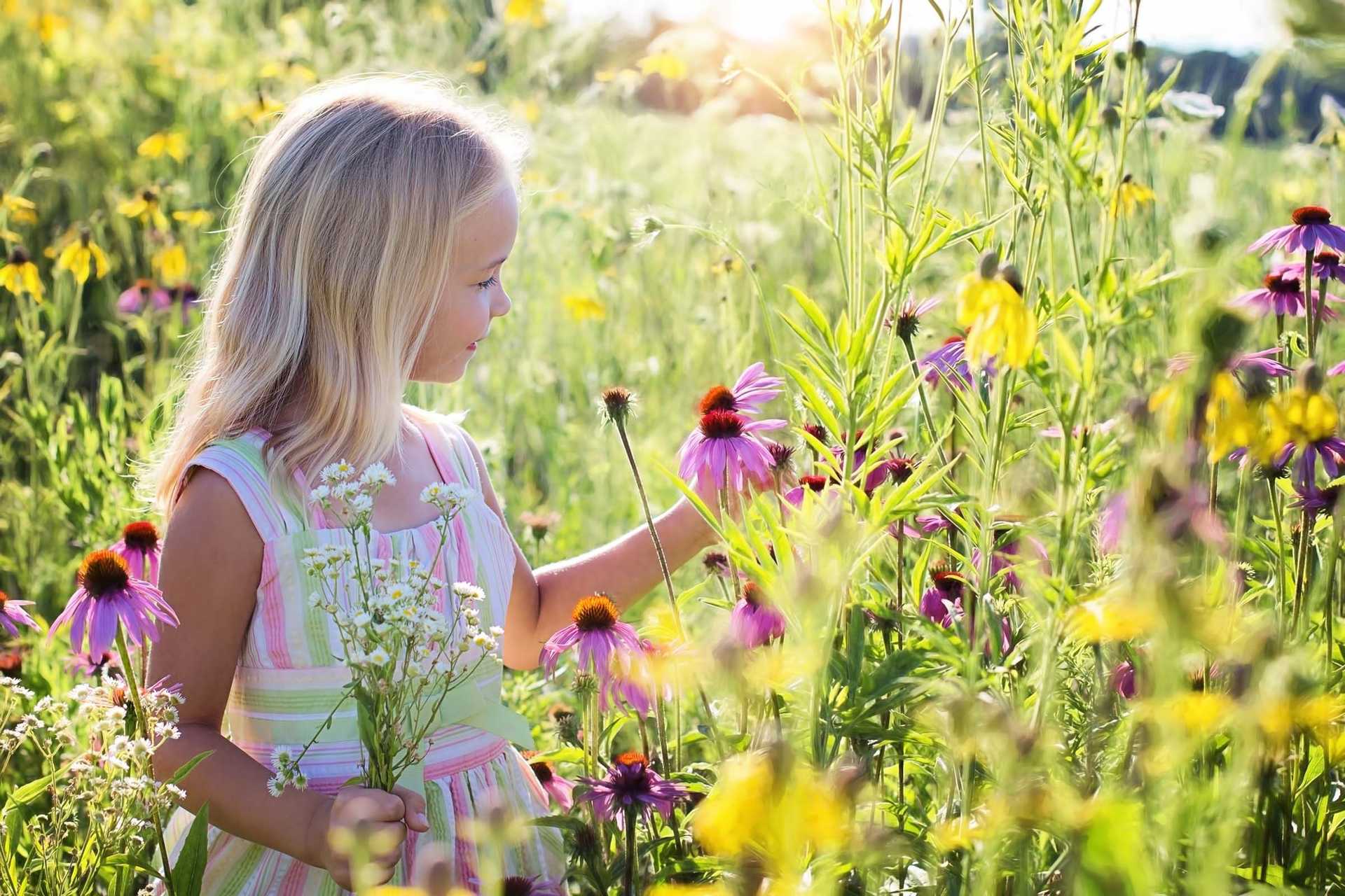 Warum du Wildblumen pflanzen solltest