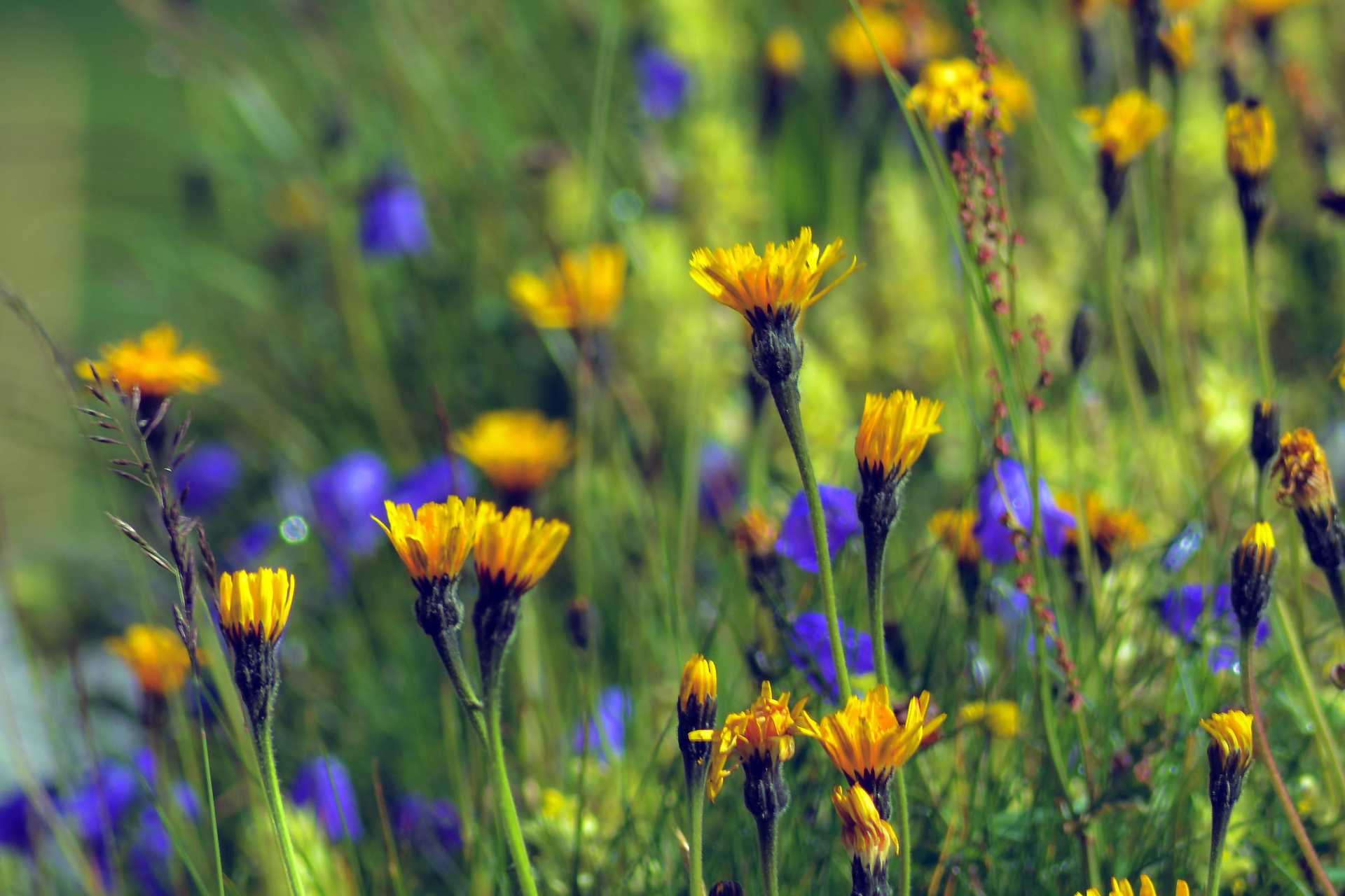 Was sind Wildblumen?